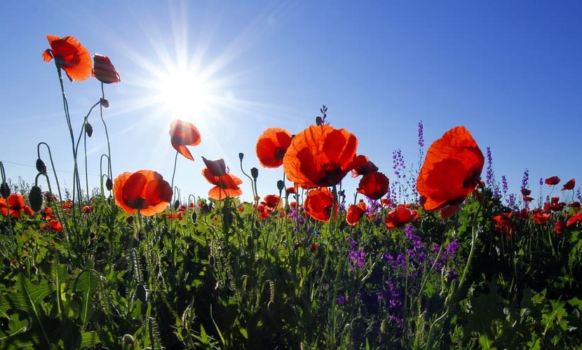 sun-exposure-hearing-loss The Sun shining in a field of red flowers on a spring day.